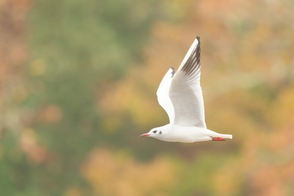 Photo of Black-Headed Gull